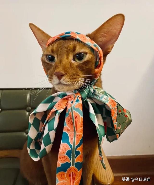 白色的猫有哪些品种，白色长毛猫是什么品种（盘点十大网红猫品种）