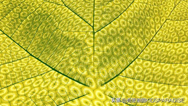 树叶的形状有哪些，叶子的形状有哪些（为什么树叶会有各种各样的形状）