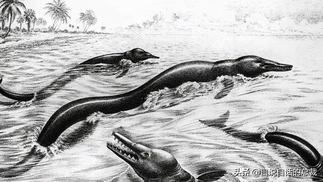 十大怪异鲨鱼，10000米长的蜈蚣（背后隐藏着一个人类起源的故事）