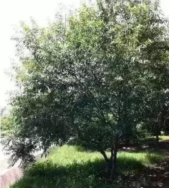 核桃树枝的药用功效与作用,核桃树枝都有哪些成分与功用(许多文玩人见过它却不认识它) 核桃树枝的药用功效与作用,核桃树枝都有哪些成分与功用(许多文玩人见过它却不认识它)