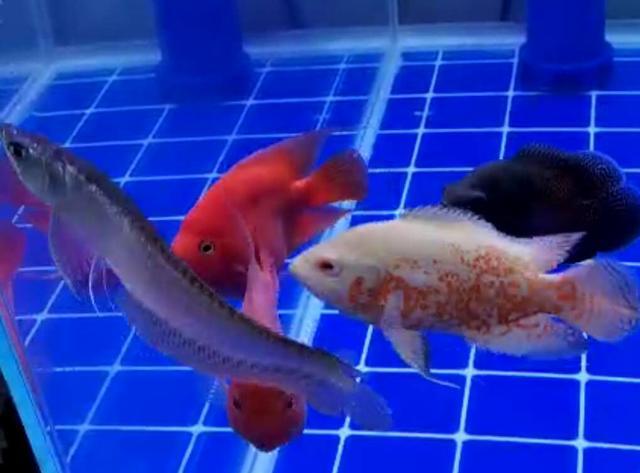 鹦鹉鱼吃什么，鹦鹉鱼一定会达到最好的发色