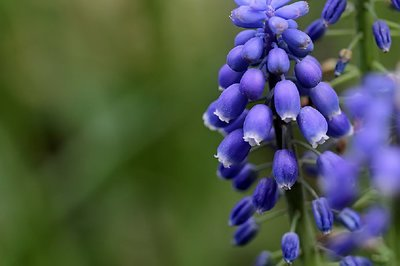 葡萄风信子花期，葡萄风信子的花语（超级好看的葡萄风信子）