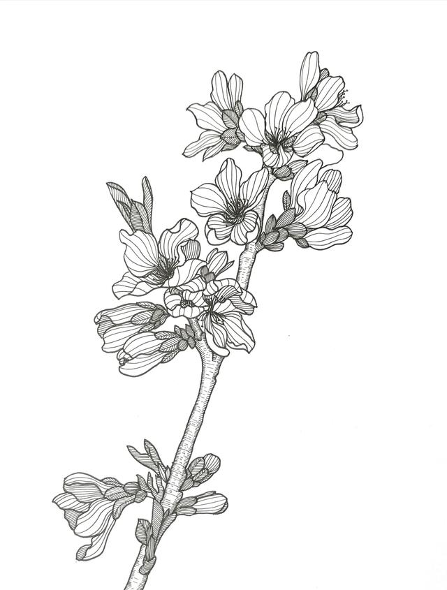 一步一步教你画桃花树，桃花树怎么画（线描一枝桃花<一>）