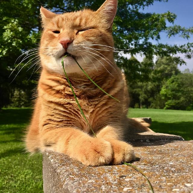 猫为什么一直吃草，猫咪吃草是怎么回事