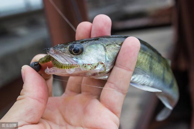 明太鱼的营养价值及功效（你才知道明太鱼有多好吃）