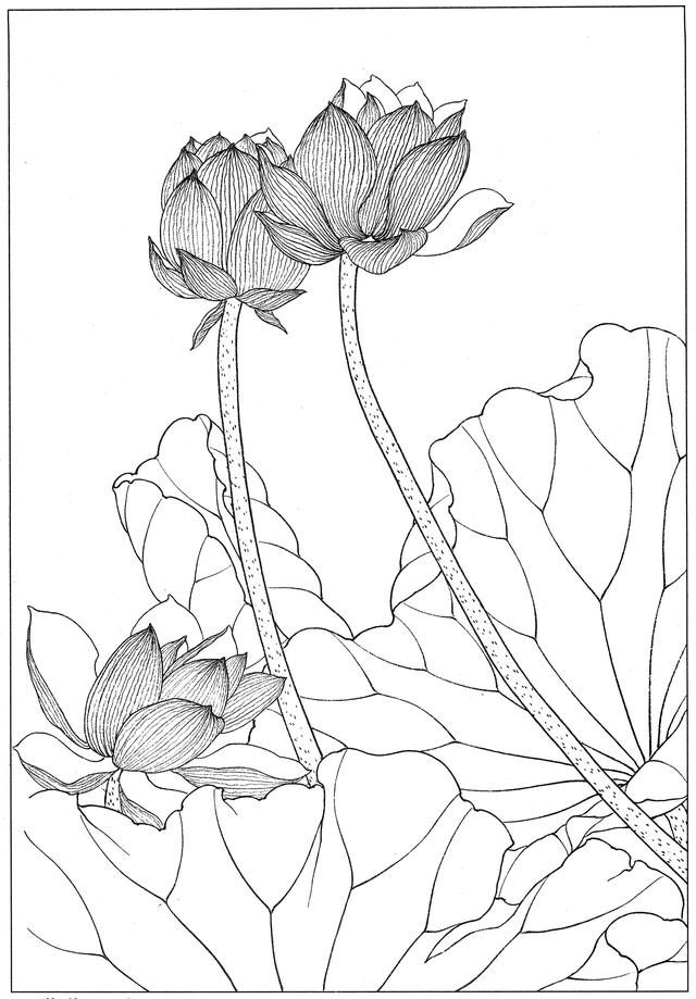 工笔荷花白描，高清工笔荷花白描 110幅