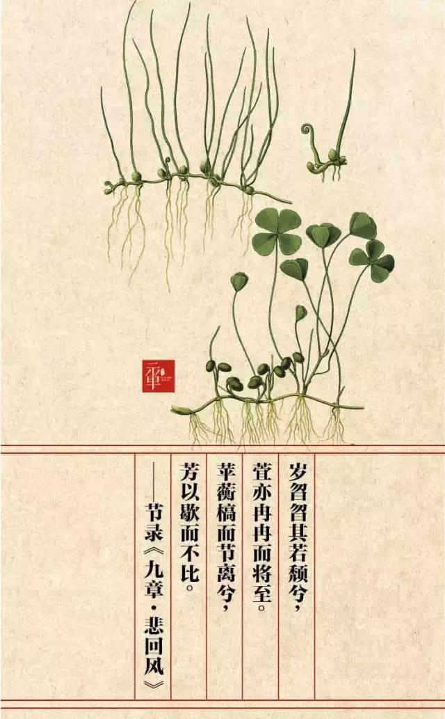 木兰科的常见地被植物有哪些，常绿木兰科植物有哪些（收藏起来留给孩子慢慢看）