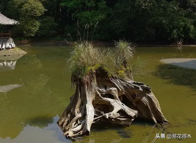 桧什么意思解释，桧字笔画笔顺（台湾珍稀濒危树种红桧）