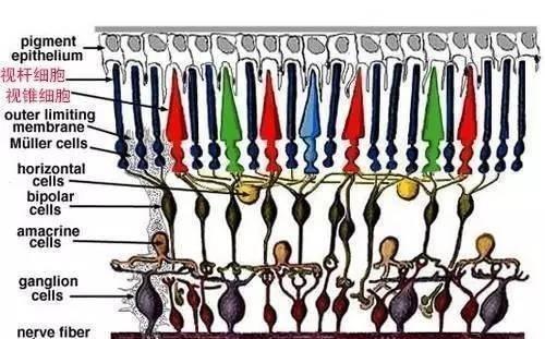 人眼是光速吗，1马赫是多少速度（一睁眼就能看到几百光年外的星星）