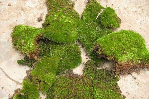 苔藓植物的四个作用，另外还有好几个价值