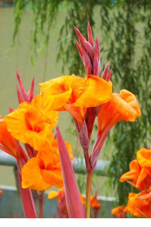 美人蕉（美人蕉花），秋天的美人蕉尤其美艳（美人蕉花色）