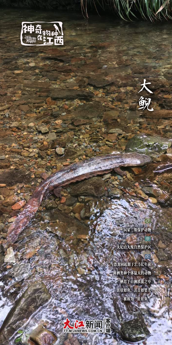 娃娃鱼是鱼吗，娃娃鱼是鱼吗 为什么（神奇物种在江西丨“嘤嘤嘤”娃娃鱼竟然不是鱼）