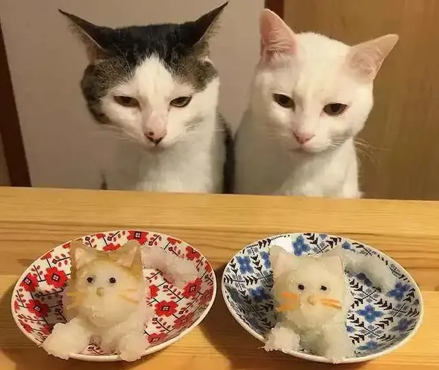 卡比猫粮怎么样，卡比猫粮怎么这么便宜（这六款高性价比猫粮你值得拥有）