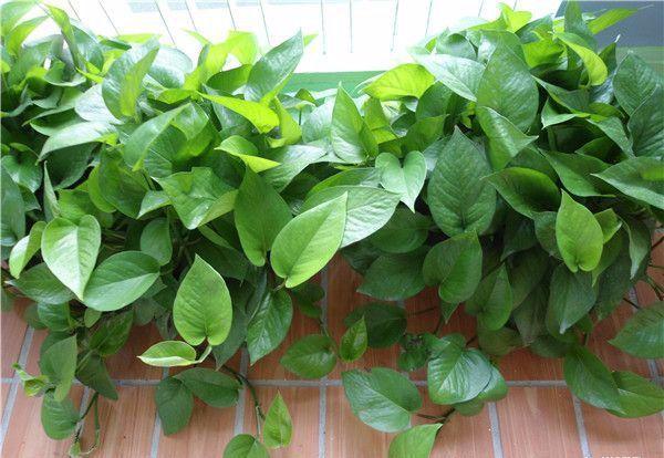 绿萝的作用，绿萝长高了怎么办（绿萝花的功效和作用）