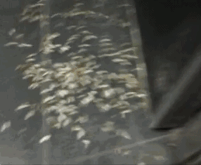 白蚁是什么，白蚁是什么样的图片（钻头发、钻衣服、拆你的家…别私自处理）