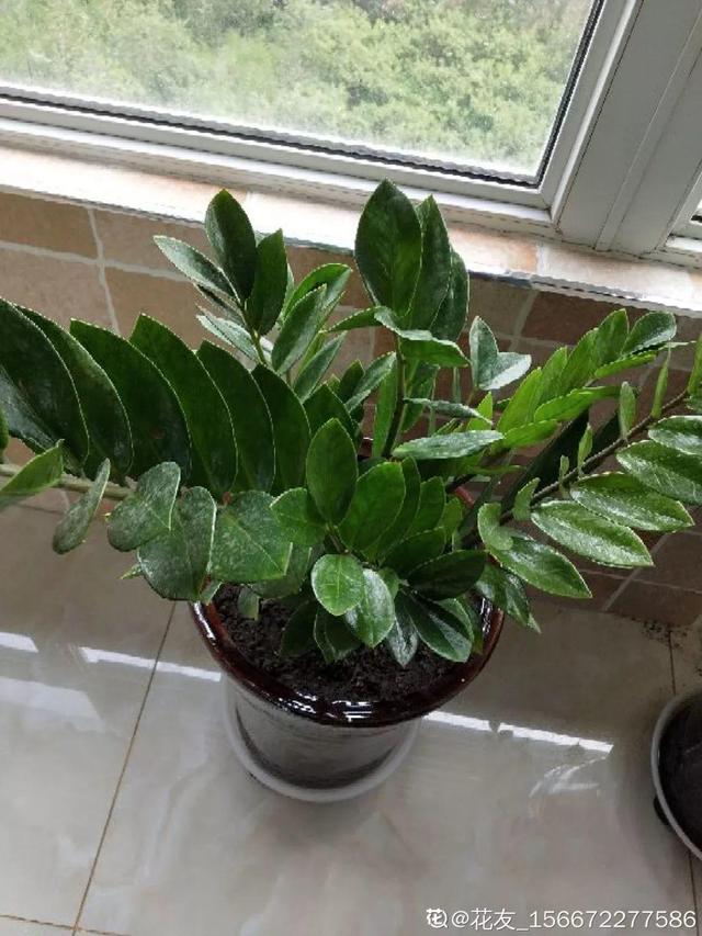 鹅掌柴的作用与功效，鹅掌柴的功效与作用（一养就能养20年）