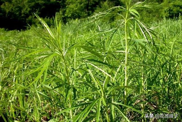 柳蒿芽怎么做好吃，凉拌柳蒿芽的做法（叫东北老家的“柳蒿芽”）