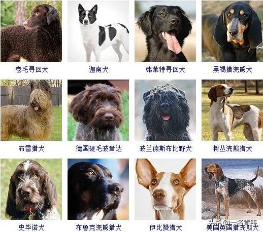 还不知道你家狗狗属于什么体型犬吗？几乎齐全了