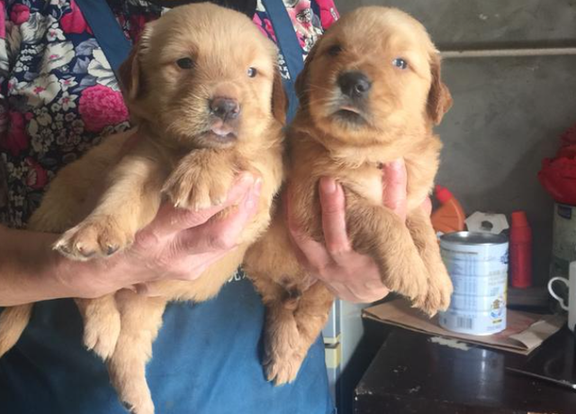小金毛犬多少钱，金毛犬的价格多少钱一只（900元买下这只刚满两月的小金毛）