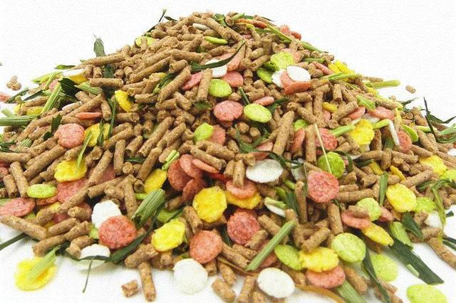 兔子可以吃坚果吗，兔子能吃些什么东西（兔子应该吃什么食物）