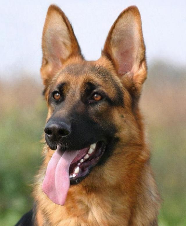 牛头梗为什么禁养，斗牛梗犬图片（在国内很多城市都不能养）