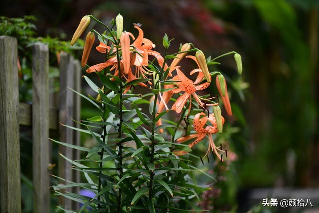 百合几月份开花，百合花什么时候开花（盛开在初夏的橙色花园）