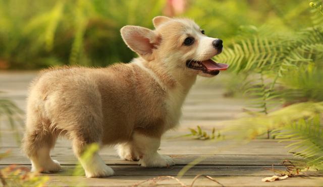 柯基为什么要断尾，柯基尾巴为什么要剪掉呢（目的却是让狗变成“羊”）