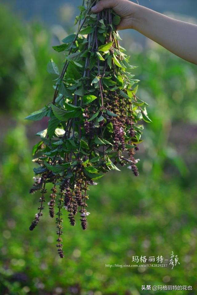 薰衣草如何过冬，薰衣草怎样过冬（西餐料理中常见的几种香草）