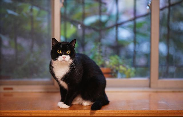 猫咪可以喝酸奶吗，猫可以喝酸奶吗（猫咪可以喝酸奶吗）