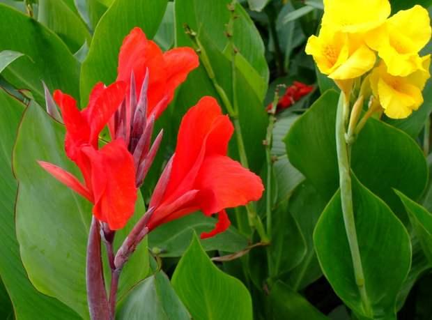 美人蕉花语，养殖做好这几点（美人蕉花语是什么意思）