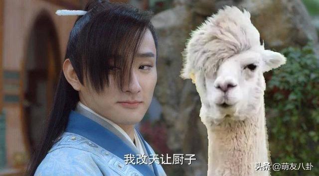 羊驼/头像背景图/治愈系羊驼微信，羊驼/头像背景图/治愈系羊驼（于小彤“羊驼刘海”毁了整部《长相守》）