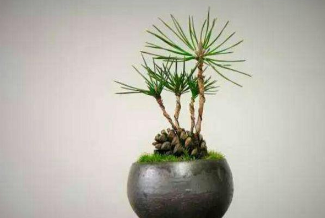 松塔的功效与作用，药用价值（可镇宅招财、提升档次）