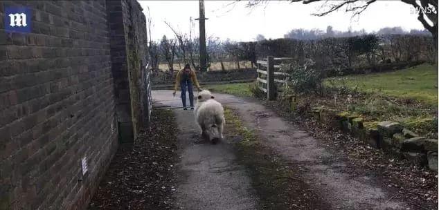 超可爱小羊羊，小羊太可爱了（却偏偏以为自己是条狗图片）