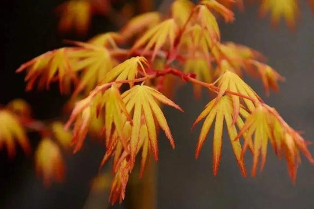 红舞姬红枫冬天落叶吗，红舞姬红枫过冬（中国红枫、美国红枫、日本红枫有什么不同）