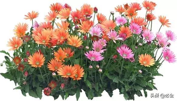 蓬径和冠幅有什么区别，冠径和冠幅是什么意思（这份图文并茂的强烈建议收藏）