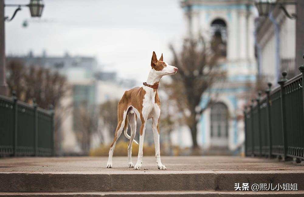 兰西尔犬