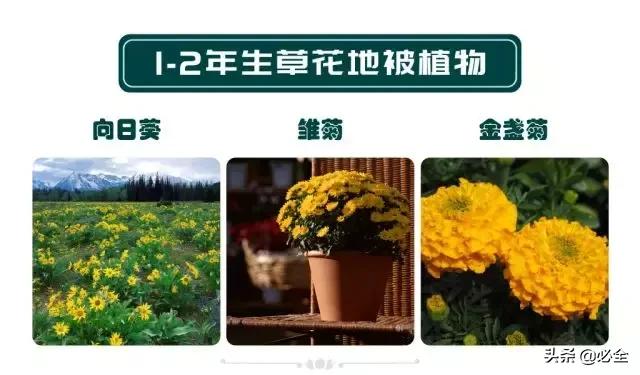 非洲茉莉，这些知识你是否具备（非洲茉莉花图片）