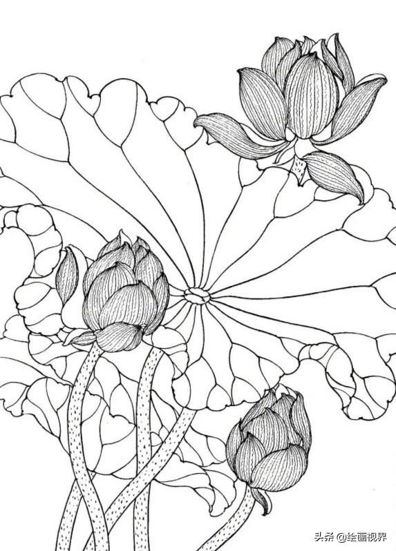 工笔画荷花线稿怎么画