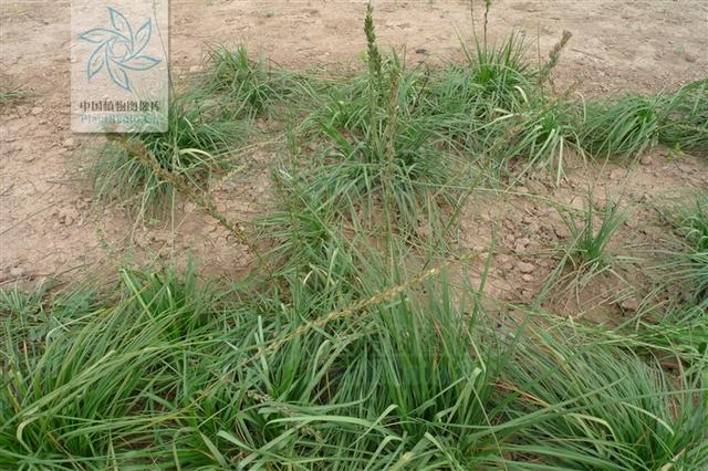 本草图经作者是谁，《本草图经》的作者（芎藭 蘼蕪 藁本）