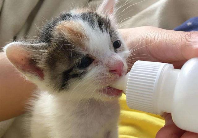 刚出生的小猫怎么养，刚出生的小猫怎么喂养（需从奶猫的日常需求出发）