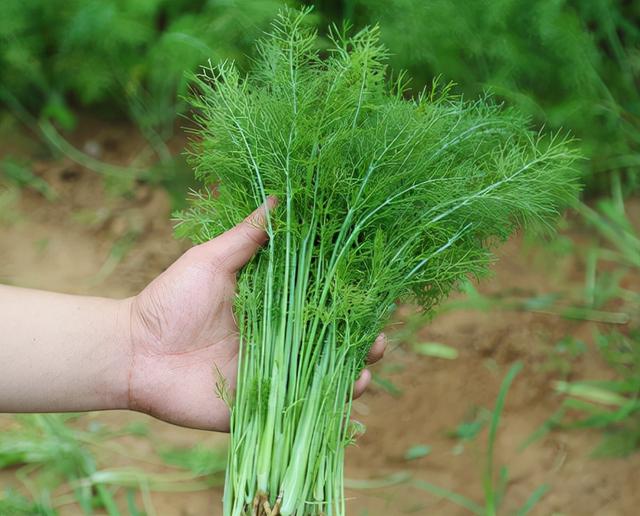 荤香和茴香是一种菜吗，荤香是什么（5种以臭闻名的蔬菜）