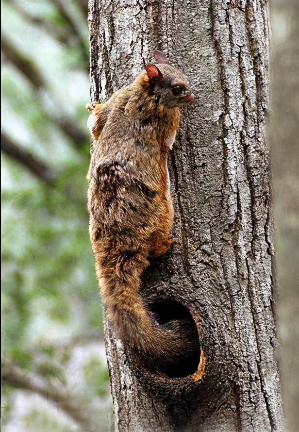 复齿鼯鼠，寒号鸟、翼装飞行达人、活动的药材厂（寒号鸟为什么是一只鼠）