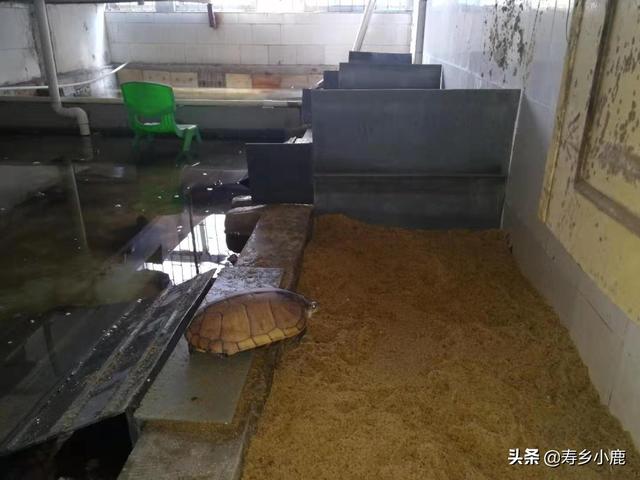 养金钱龟赚钱吗，养龟行业的分析（石金钱龟价格暴涨和暴跌的背后）