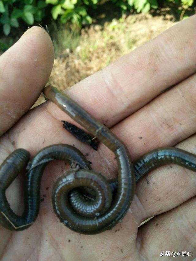 诱捕黄鳝最有效的方法，分享测试了一年的主诱黄鳝的诱饵配方