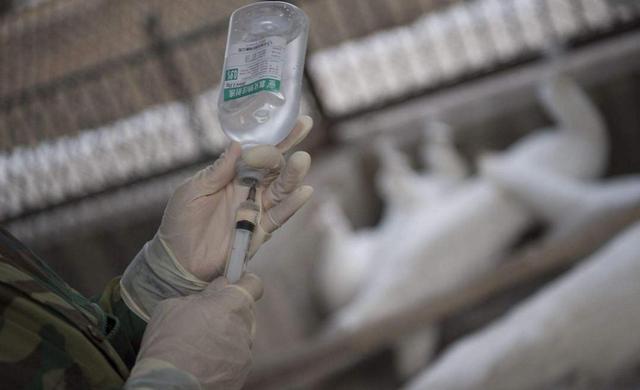 宠物安乐死，注射药物以后没死怎么办（宠物安乐死多少钱一针）