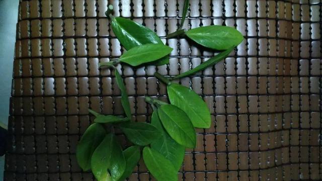 山药豆是什么，山药豆是什么样子的图片（挖出一把“山药豆”）