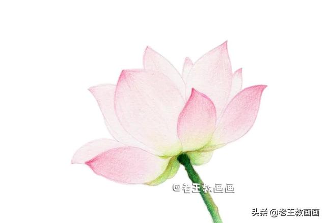 如何画荷花，如何画荷花国画（教你用彩铅画一朵荷花）