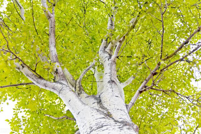 阳气最强的树是什么树，排名第一最好的镇宅树盆栽（农村俗语“五树进阳宅）