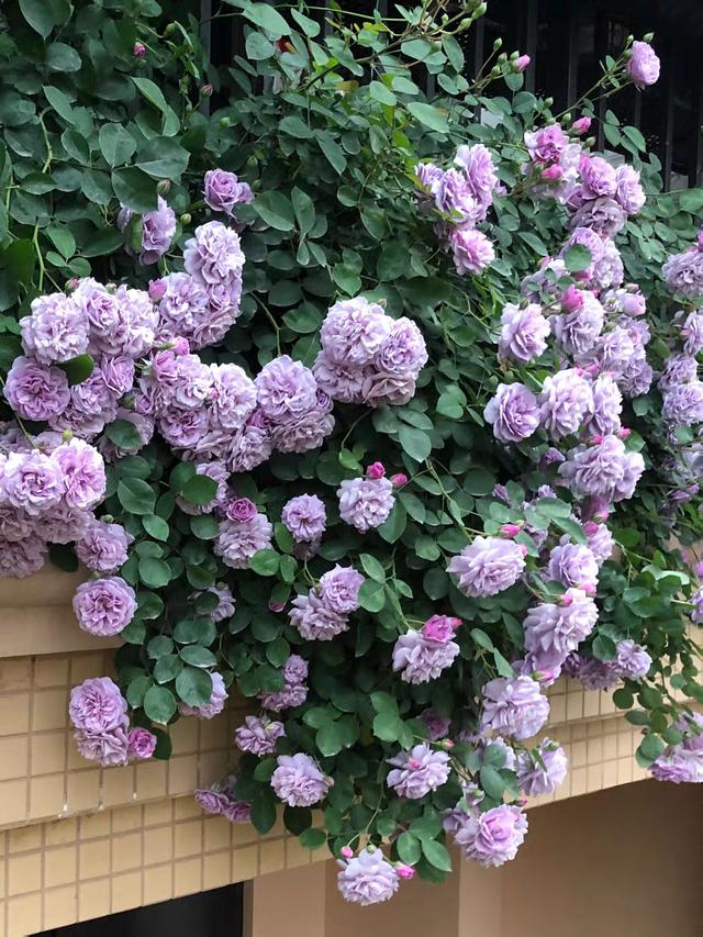 什么花最好看，什么花最高贵最优雅（爬到墙上做“花海”）