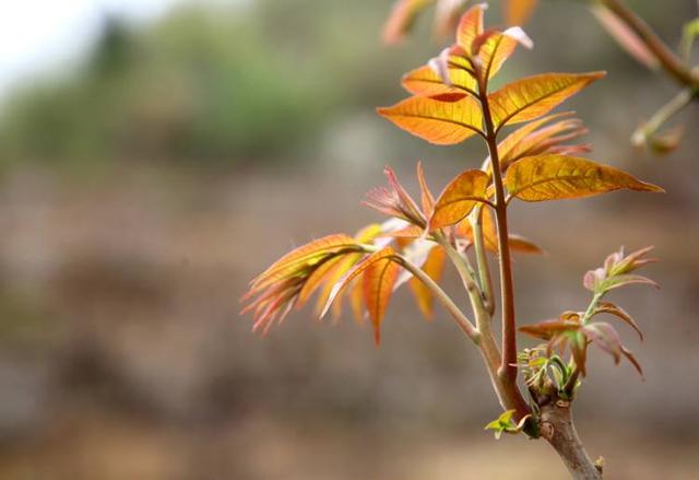 香椿是什么，香椿是什么植物（果实作用格外多）